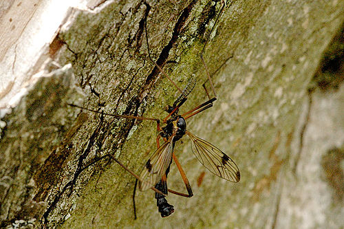 Dictenidia bimaculata